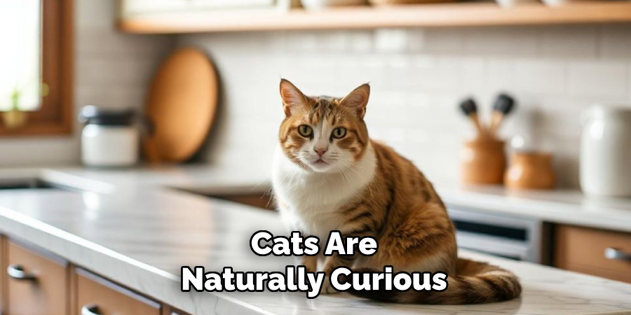 Cats Are
Naturally Curious