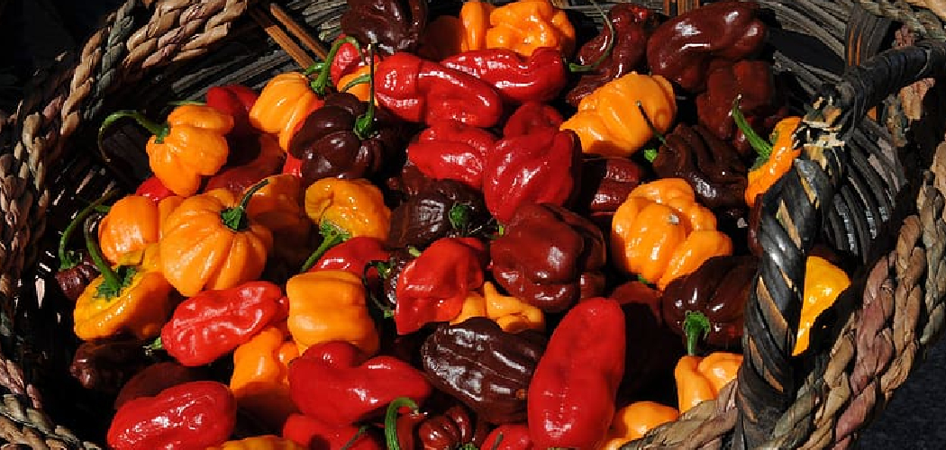 How to Dry Habanero Peppers in Oven
